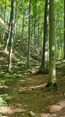 Żółty szlak na Luboń Wielki