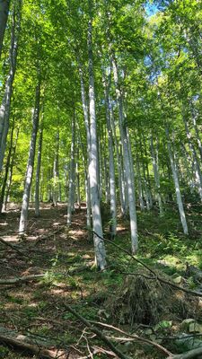 Ostatnie podejście na Luboń Wielki