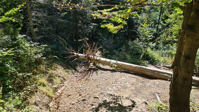 Powalone drzewo na niebieskim szlaku na Luboń Wielki