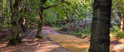 Trzy Kopce [Beskid Makowski - na trasie z Lubomira do Schroniska na Kudłaczach]