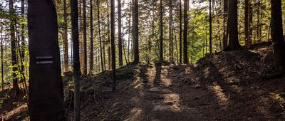 Pod Łysiną ↔ Skrzyżowanie przy Kudłaczach [Beskid Makowski - na trasie z Lubomira do Schroniska na Kudłaczach]