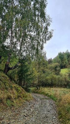 Zejście czarnym szlakiem nad Rosochę