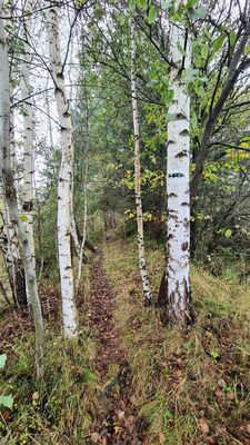 "Fantastyczne" oznakowanie czarnego szlaku na Kudłoń