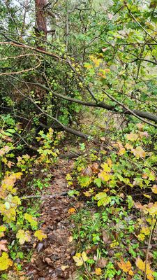 Zarośnięty i słabo oznakowany czarny szlak na Kudłoń z Lubomierza