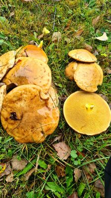 Maślaki przy czarnym szlaku na Kudłoń z Lubomierza