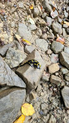 Salamandra plamista na czarnym szlak na Kudłoń z Lubomierza