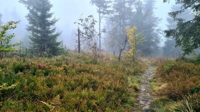 Czarno-żółty szlak między Kudłoniem a Pustakiem