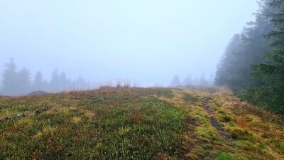 Mglista Polana Pustak