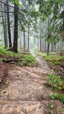 Zejście z Gorca Troszackiego w kierunku Polany Adamówki