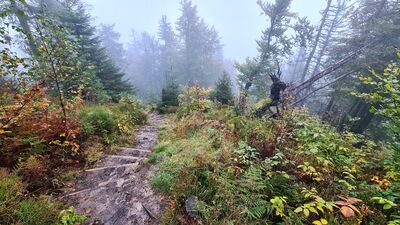 Zejście z Gorca Troszackiego w kierunku Polany Adamówki na wysokości Białych Skał