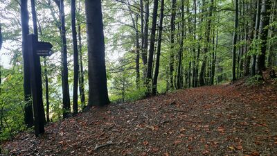 Rozejście szlaków Lubomierz Rzeki Cyrkowe