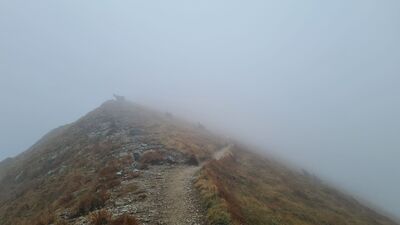 Stado Kozic przecinające czerwony szlak na Liliowych Turniach