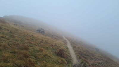 Stado Kozic przecinające czerwony szlak na Liliowych Turniach
