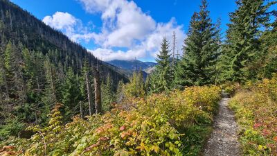 Żółty szlak z Iwanickiej Przełęczy do Polany Iwanówki