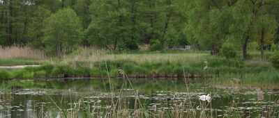 Borków ↔ Zagórze [Staw na Piechrzniance w Marzyszu - Znojowie]
