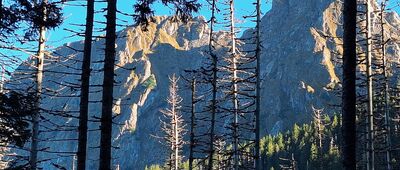 Przełęcz w Grzybowcu ↔ Polana Strążyska [Giewont widziany ze Ścieżki nad Reglami (okolice Grzybowca)]