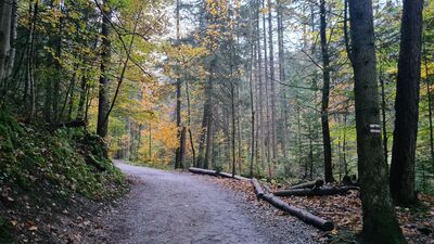 Czerwony szlak w Dolinie Strążyskiej