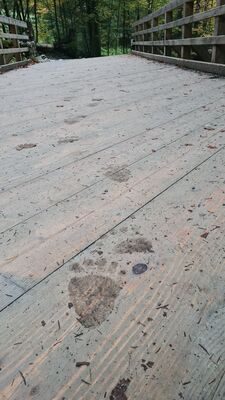 Świeże ślady niedźwiedzia pozostawione na mostku nad Strążyskim Potokiem