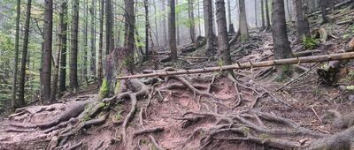 Polana Strążyska, odejście szlaku żółtego ↔ Czerwona Przełęcz [Ścieżka nad Reglami na Polaną Strążyską]