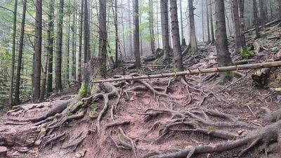 Ścieżka nad Reglami na Polaną Strążyską