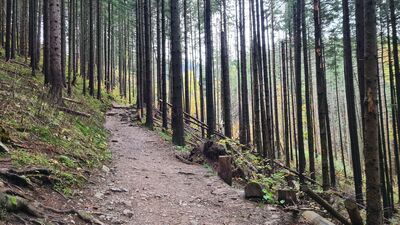 Żółty szlak w rejonie Przełączki za Igłą
