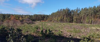 Rozejście szlaków ↔ Pogorzelec