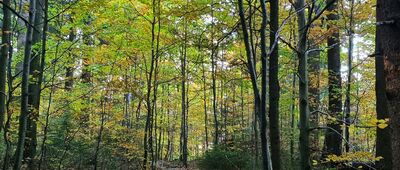 Szkolnikowe Rozstaje ↔ Nad Sokolicą [Perć Przyrodników na wysokości ok. 1100 m n.p.m.]