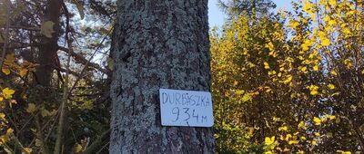 Durbaszka