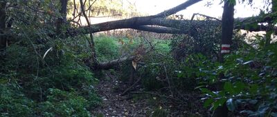 Repty Śląskie, park ↔ Sztolnia Głęboka Fryderyk [Mała przeszkoda na drodze, łatwa do ominięcia.]