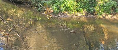 Piaseczno, Aleja Kalin ↔ Piaseczno, Park Górki Szymona