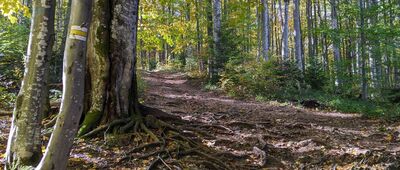 Muczne, domek myśliwski ↔ Muczne, granica parku narodowego [Bieszczady - na szlaku z Mucznego na Bukowe Berdo]