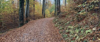 Droga Amalii nad Anusią ↔ Ścieżka Langego