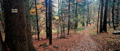 Toporzysko ↔ Bańków Gronik [Żółty szlak pod Bańków Gronik]