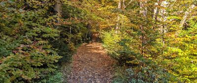 Rozejście ścieżek ↔ Brenzberg, rozejście ścieżki [Bieszczady - na szlaku w kierunku Jeleniowatego]