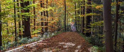 Rozejście ścieżek ↔ Brenzberg, rozejście ścieżki [Bieszczady - na szlaku w kierunku Jeleniowatego]