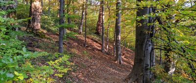 Jeleniowaty, wieża widokowa ↔ Muczne, arboretum [Bieszczady - zejście z Jeleniowatego do Mucznego]