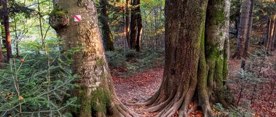 Jeleniowaty, wieża widokowa ↔ Muczne, arboretum [Bieszczady - zejście z Jeleniowatego do Mucznego]