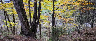 Muczne, arboretum [Bieszczady - zejście z Jeleniowatego do Mucznego]