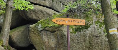 Witosza