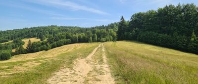 Wyżnie Młaki ↔ Nad Wierchomlą, odejście szlaku czarnego