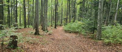 Pod Jaroszowicką Górą