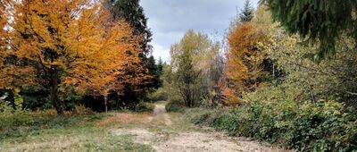 Mały Luboń ↔ Luboń Mały [Podejście pod Luboń Mały z przysiółka Mały Luboń - jesień jest z nami]