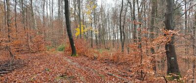 Rozejście szlaków ↔ Stagniewo, skrzyżowanie