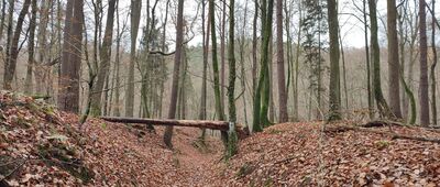 Elbląg, Polanka ↔ Mostek Elewów