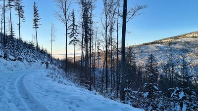 Widok na Tatry z czarnego szlaku na Halę Krupową na wysokości ok. 1040 m n.p.m.