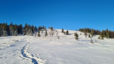 Kocia Łapa z Kucałowej Przełęczy