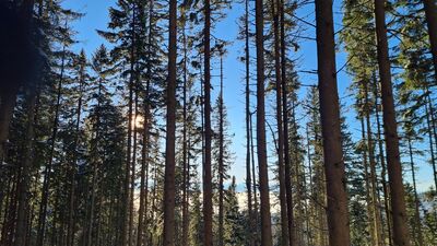 Las wzdłuż czerwono-zielonego szlaku pod Jasną Grapą