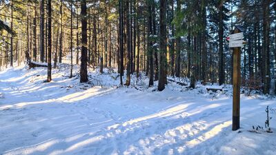 Rozejście szlaków na Złotej Grapie 1218 m n.p.m.