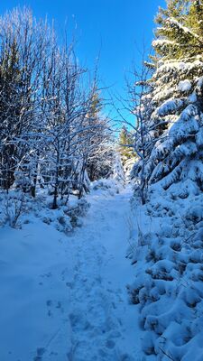 Czerwony szlak na Policę na wysokości ok. 1260 m n.p.m.