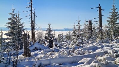 Widok na Tatry z czerwonego szlaku spod szczytu Policy